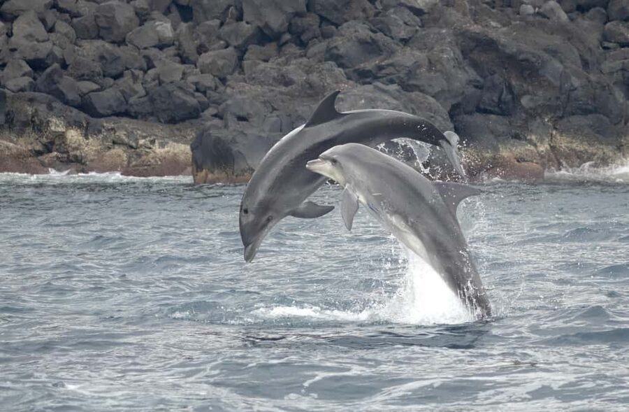São Miguel: Whale Watching & Wild Dolphins Swimming Full-day - Meet at Marina Pêro de Teive, then get ready for a bouncy ride