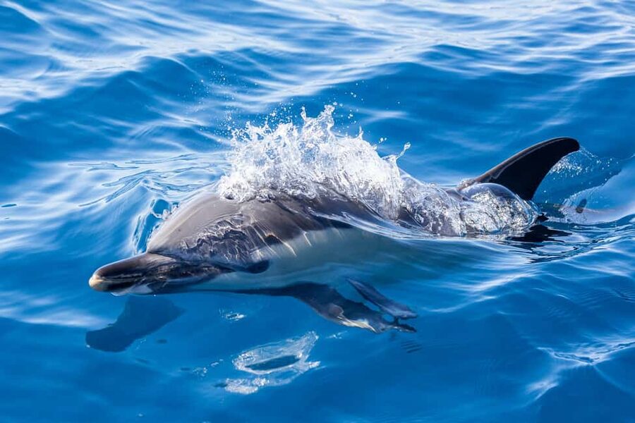 São Miguel: Whale Watching & Wild Dolphins Swimming Full-day - Snorkeling with wild dolphins: the most magical part, done carefully