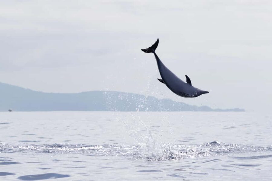 São Miguel: Whale Watching & Wild Dolphins Swimming Full-day - Price and value: what $247 buys you in the Azores