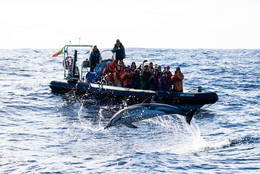 São Miguel: Whale Watching & Wild Dolphins Swimming Full-day - Whale watching on São Miguel: real experts and real odds
