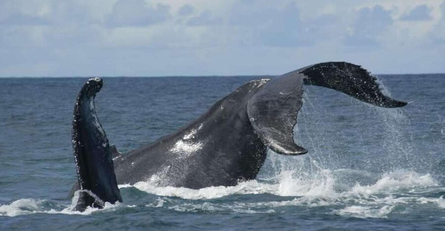 São Miguel: Whales & Volcano Full-Day Tour with Lunch - Why this São Miguel whale and volcano day works
