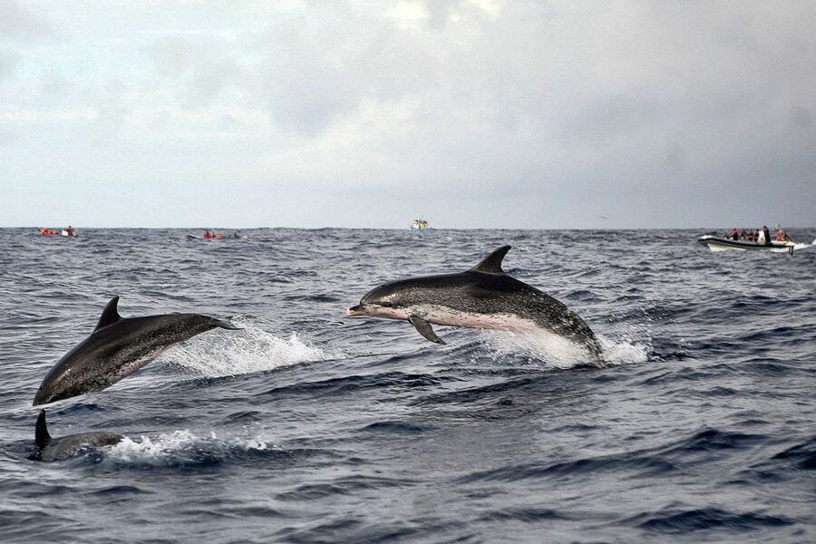 São Miguel: Whales & Volcano Full-Day Tour with Lunch - What to expect from the group experience and pace