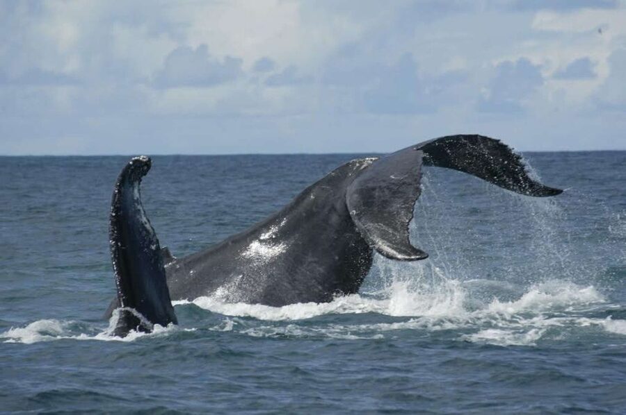 São Miguel: Whales & Volcano Full-Day Tour with Lunch - Pickup from Ponta Delgada, then straight to the water