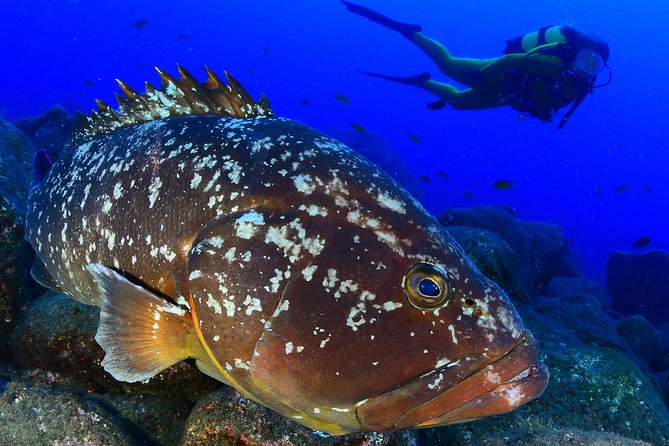 Scuba Diving - Quick highlights