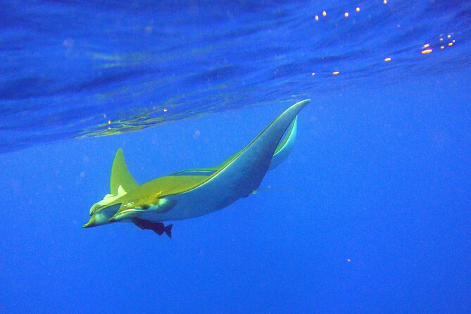 Scuba Diving - The Value of an Atlantic Underwater Session From Vila Franca do Campo