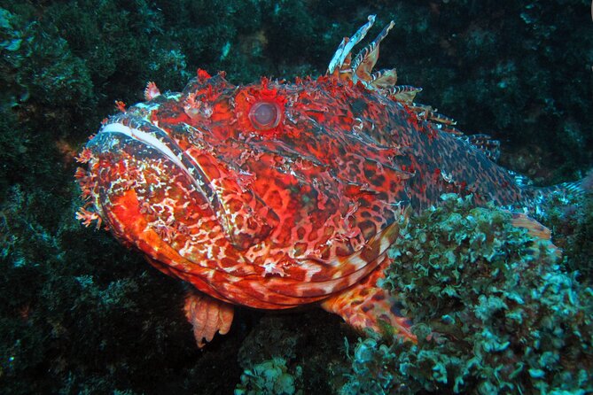 Scuba Diving - Practical Tips Before You Go Underwater