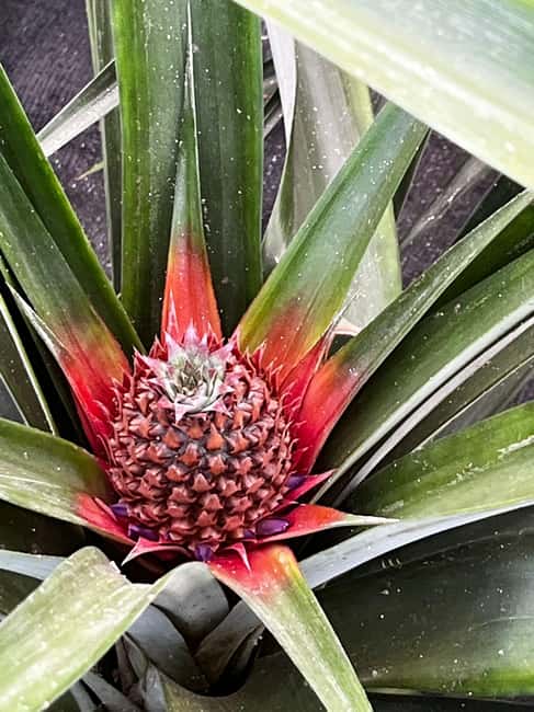 Sete Cidades & Fire Lake: Full-Day Tour with Pineapple plant - Key points I’d prioritize before you go