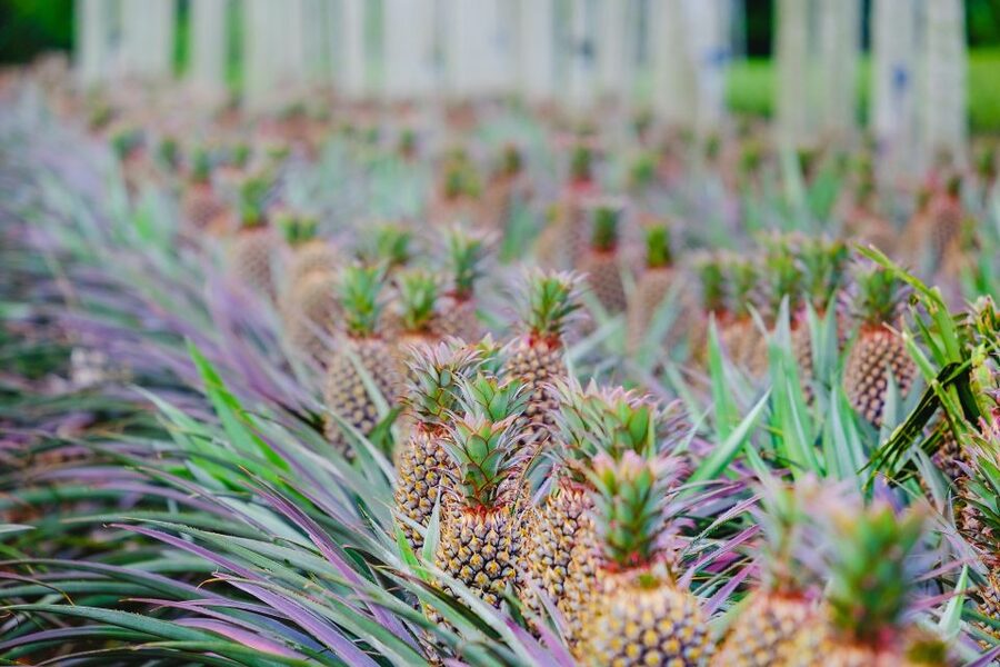 Sete Cidades Private Tour 2 people - The pineapple plantation stop: what to watch for