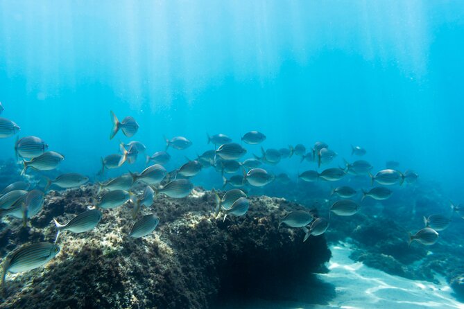 Snorkeling Adventure in Caloura, S. Miguel - A 3-hour Caloura mix of jeep views and real snorkeling