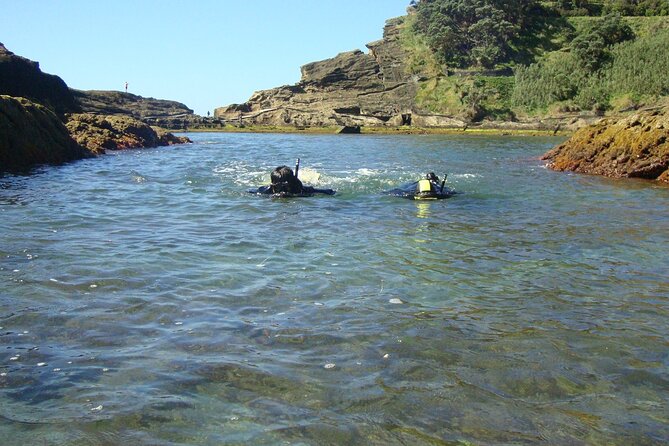 Snorkeling in Vila Franca do Campo - Marine Life You Can Actually Expect to See