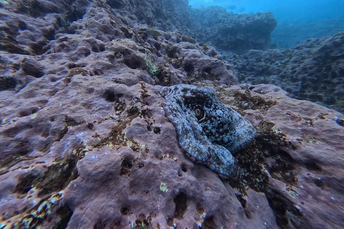 Snorkeling Tour Ilhéu from Vila Franca do Campo - Gear and Zodiac Ride: Fast Setup, Clear Instruction