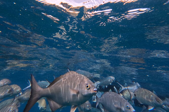 Snorkeling Tour Ilhéu from Vila Franca do Campo - Snorkeling Time: What You Can Expect to See
