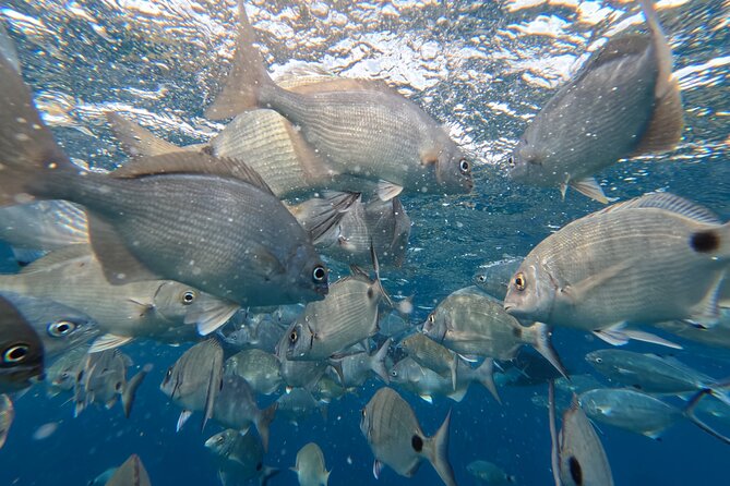 Snorkeling Tour Ilhéu from Vila Franca do Campo - Should You Book This Snorkeling Trip?