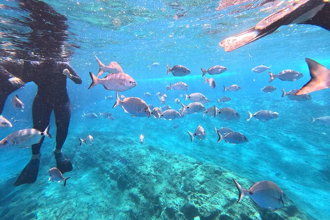 Snorkeling Tour Ilhéu from Vila Franca do Campo - The Islet of Vila Franca do Campo: 360 Views Without Island Entry