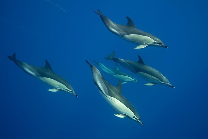 Swim with Wild Dolphins in the Azores - Key Things to Know Before You Go