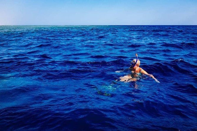 Swim with Wild Dolphins in the Azores - Starting in Ponta Delgada, at Picos de Aventura