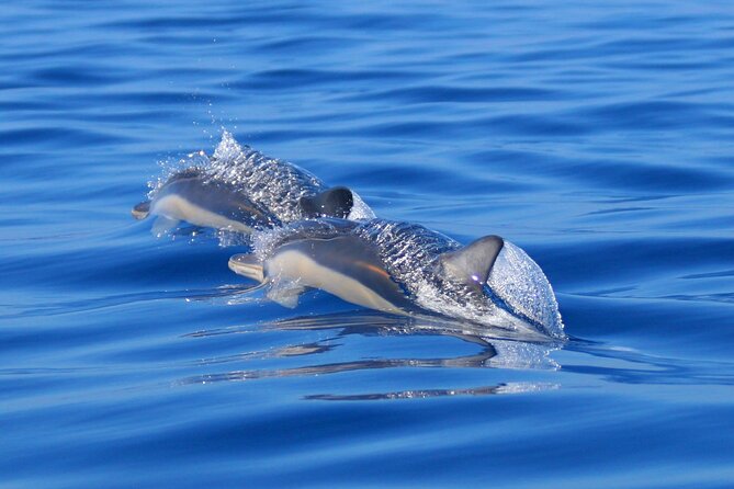 Swim with Wild Dolphins in the Azores - What Gear to Bring (and What You Can Skip)