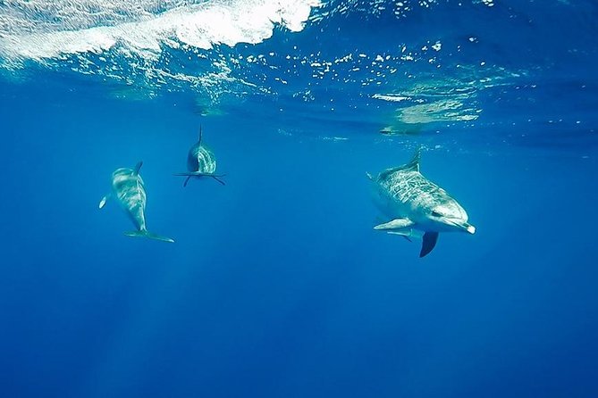 Swim with Wild Dolphins in the Azores - Speedboat Ride to the Pod, and the Real World of Atlantic Weather
