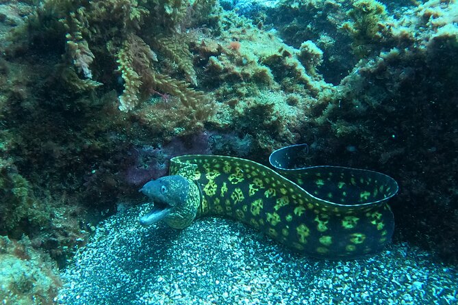 Terceira Azores: Scuba-Double dive Trip(certified Divers) - Key Reasons This Terceira Scuba Double Trip Works So Well