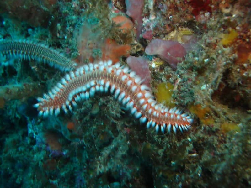 Terceira Azores: Scuba-Double dive Trip(certified Divers) - Equipment and Support: What You Get, What You Bring, and What to Expect