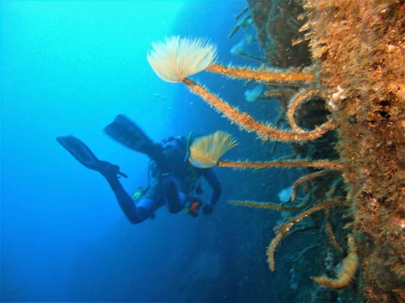 Terceira Azores: Scuba-Double dive Trip(certified Divers) - Who This Trip Suits Best, and Who Should Skip It