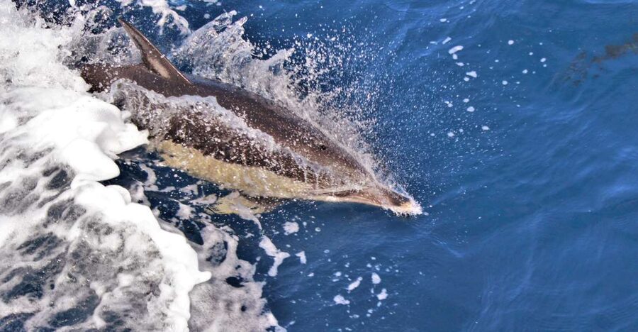 Terceira: Boat Tour and Swimming with Dolphins - Key Things You Will Notice