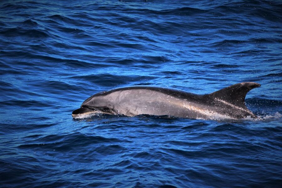 Terceira: Boat Tour and Swimming with Dolphins - Dolphins in Their Habitat, Not a Theme Park Script