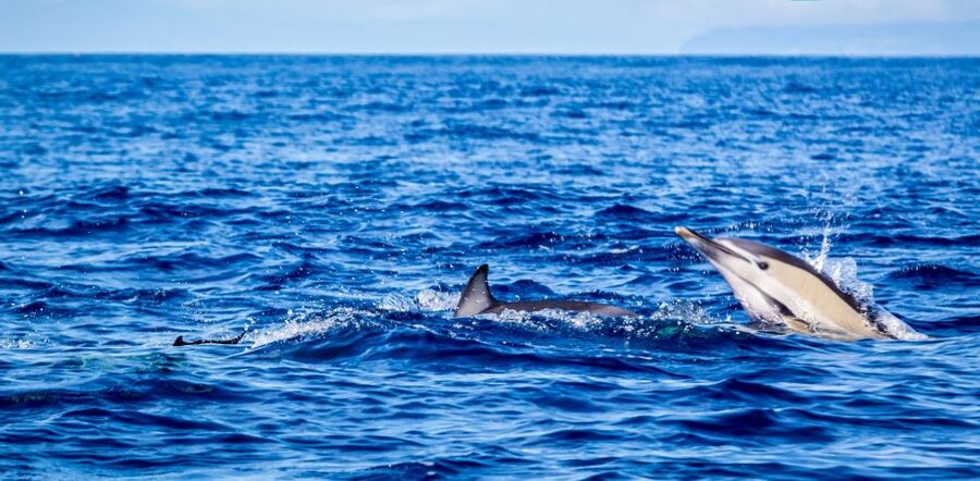 Terceira: Boat Tour and Swimming with Dolphins - The Boat Ride: Getting to the Dolphins Quickly