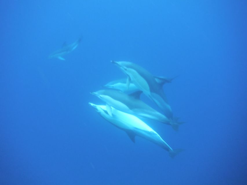 Terceira: Boat Tour and Swimming with Dolphins - Underwater Watching: Sea Life Beyond the Dolphins