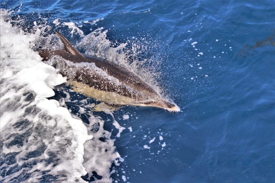 Terceira: Boat Tour and Swimming with Dolphins - Where You Meet: WATER4FUN at Angra do Heroísmo Marina