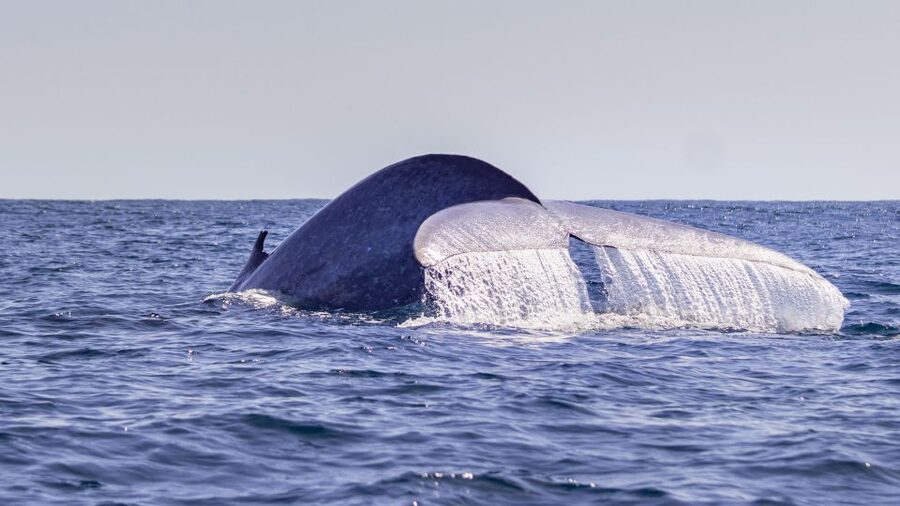 Terceira: Half-Day Dolphin and Whale Watching Tour - Key highlights worth planning for