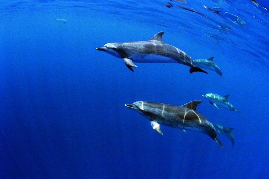 Terceira: Half-Day Dolphin and Whale Watching Tour - Who This Tour Suits Best