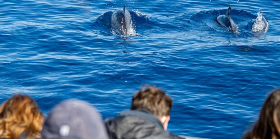 Terceira: Half-Day Dolphin and Whale Watching Tour - What You Might See: Sperm Whales, Dolphins, and More Species Than You Think