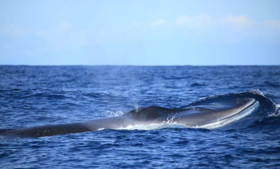 Terceira: Half-Day Dolphin and Whale Watching Tour - How the Crew Works: Skippers, Biologists, and Lookouts