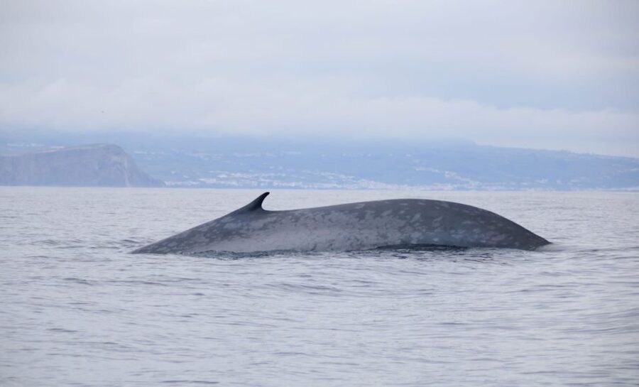 Terceira: Half-Day Dolphin and Whale Watching Tour - Boat Time, Sea Conditions, and That Speedboat Feeling