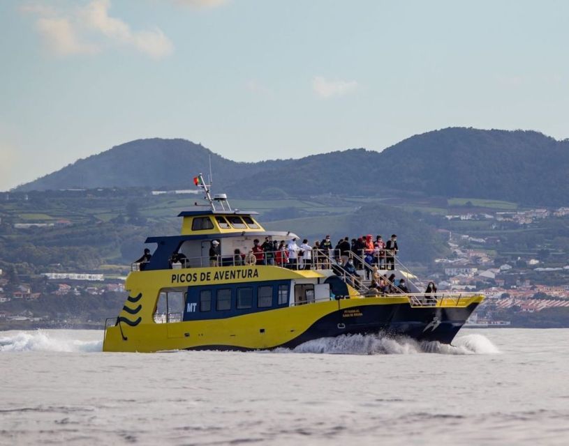Terceira: Half-Day Dolphin and Whale Watching Tour - Coastal Geology Views, Plus Stops Like Ilhéu das Cabras
