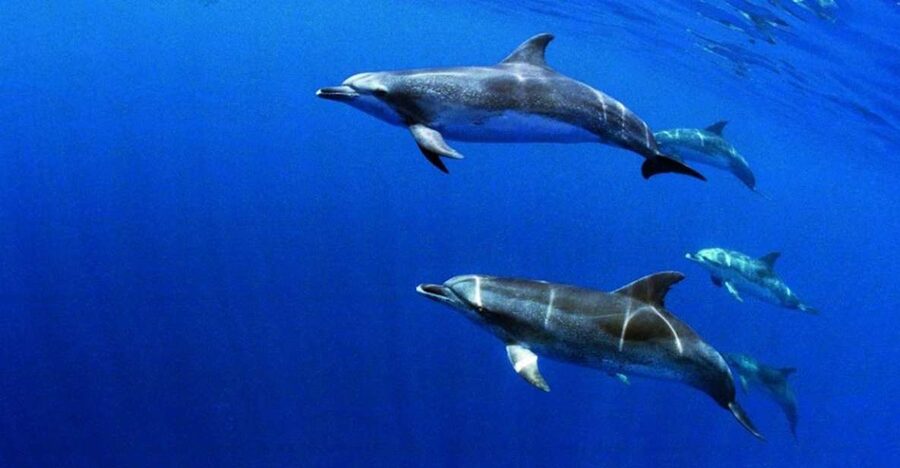 Terceira: Half-Day Dolphin and Whale Watching Tour - Price and Value: What $70 Buys in 3 Hours