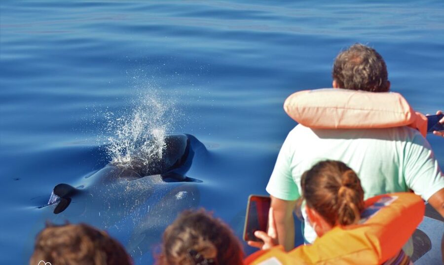 Terceira: Half-Day Dolphin and Whale Watching Tour - What to Bring So You Don’t Cut Your Own Trip Short