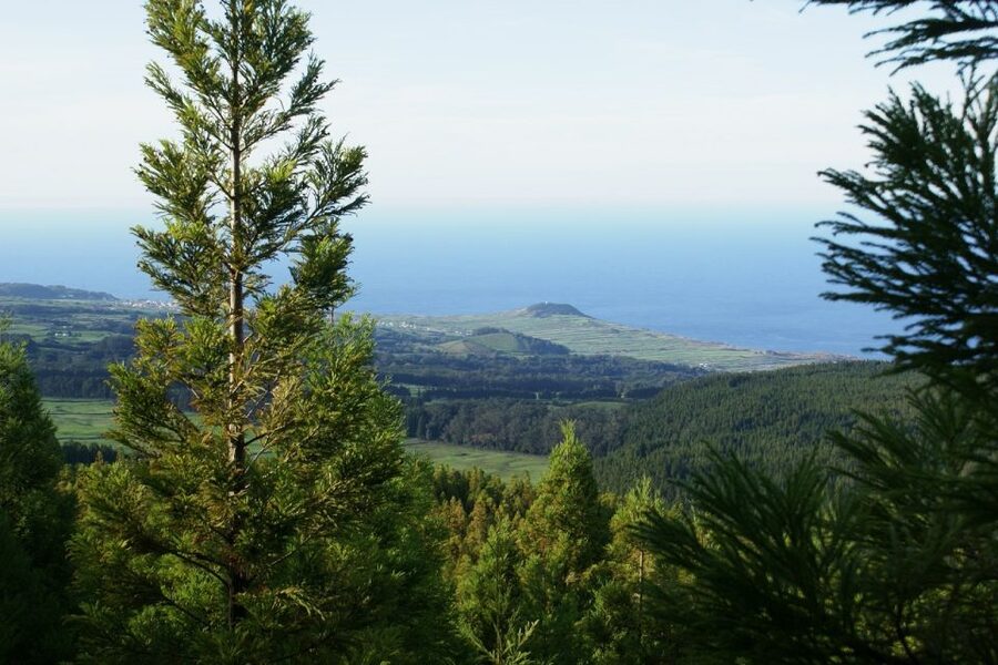 Terceira Island: Half-Day 4X4 Tour - The drive itself: narrow farmer roads, Hortenses, and basalt walls