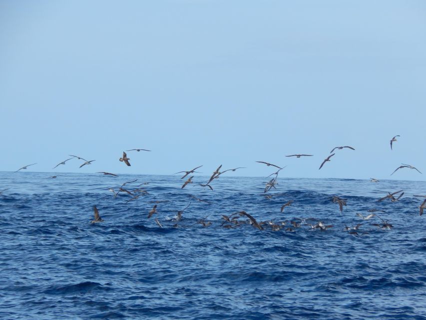 Terceira Island: Ilhéus Cabras Boat Tour | Protected Area - Key highlights you will actually care about