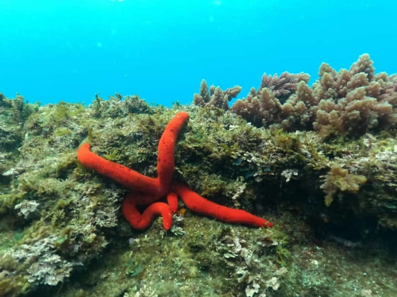 Terceira Island: Snorkeling Adventure - Quick Hits Before You Hit the Water
