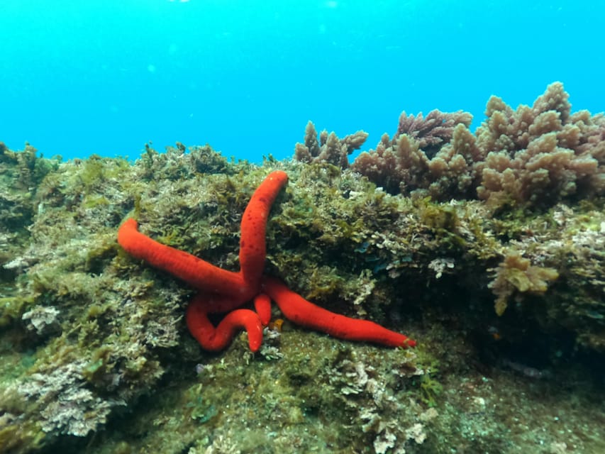 Terceira Island: Snorkeling Adventure - Safety with Certified Guides (Not Just a Friendly Chit-Chat)