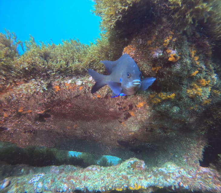 Terceira Island: Snorkeling Adventure - How the 1.5-Hour Format Feels on Terceira