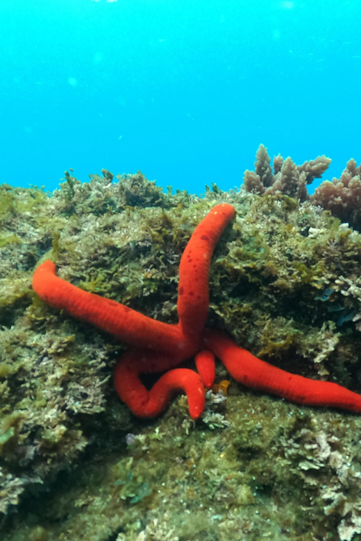 Terceira Island: Snorkeling Adventure - What You Should Bring (Since Food, Swimsuit, and Towel Are Not Included)
