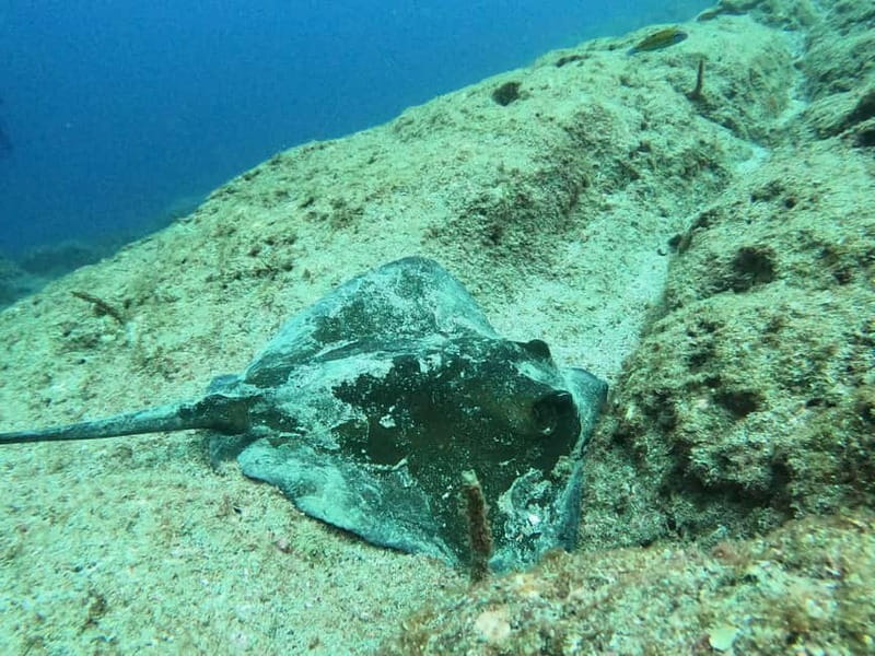 Terceira Island: Snorkeling Adventure - Who This Snorkeling Trip Fits Best