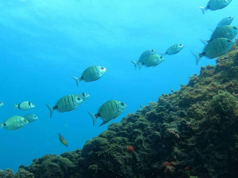 Terceira Island: Snorkeling Adventure - Getting Fitted with Wetsuit, Fins, and Mask