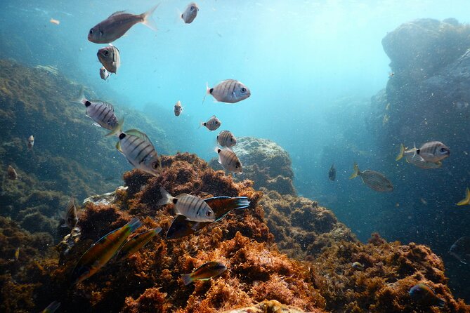 Terceira Island: Snorkeling Wildlife | Protected Areas - Key Highlights You’ll Notice Right Away