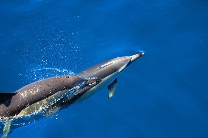 Terceira Island: Swimming with Wild Dolphins | Natural Habitat - Key highlights you’ll feel on the day