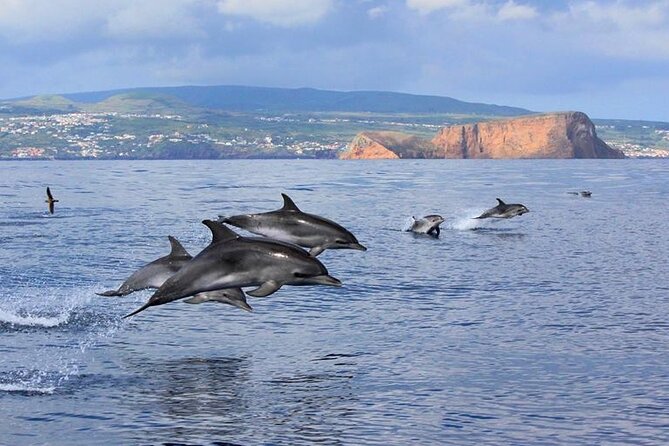 Terceira Island: Swimming with Wild Dolphins | Natural Habitat - What happens during the 2.5-hour dolphin-and-whale swim
