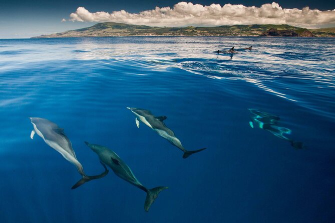 Terceira Island: Swimming with Wild Dolphins | Natural Habitat - Should you book this tour?
